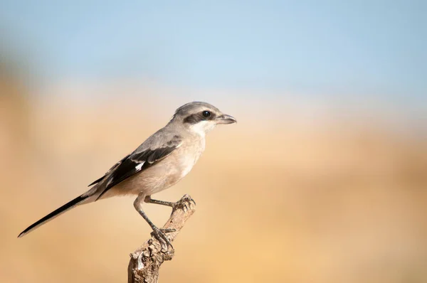 Lanius excubitor - The northern shrike, or hog woodcut, is a species of bird in the Laniidae family. — Stock Photo, Image