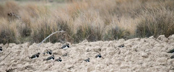 Vanellus vanellus est une espèce d'oiseaux de la famille des Charadriidae.. — Photo