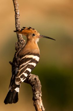 Upupa epops - Hupoe, Upupidae familyasından bir kuş türü..