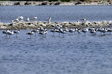 Recurvirostra avosetta - 