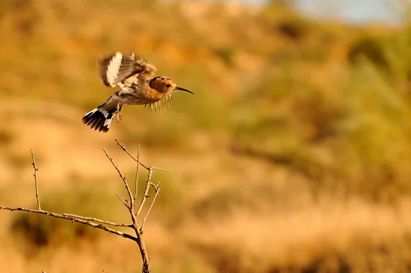 Upupa epops - Der Wiedehopf ist eine buzerotiforme Vogelart aus der Familie der Upupidae. — Stockfoto