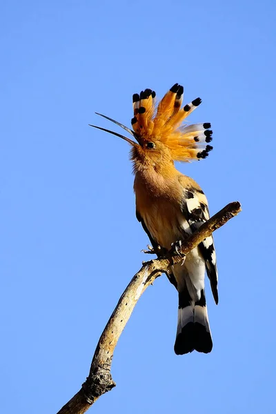 Upupa epops - пуйя - вид буцеротифорових птахів родини Upupidae.. — стокове фото