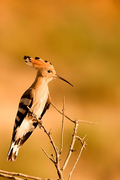 Upupa epops -フープーはUpupidaeファミリーの一種のブクロティフォーム鳥です。. — ストック写真