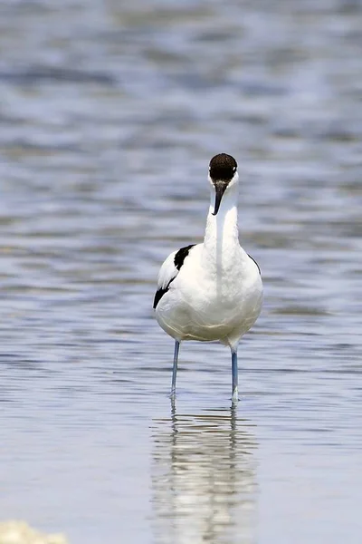 Recurvirostra avosetta - L'avocat commun est une espèce d'oiseau caradriforme de la famille des Recurvirostridae.. — Photo