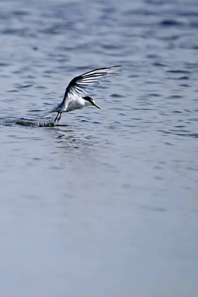 Recurvirostra avosetta - The common avocet is a species of caradriform bird in the Recurvirostridae family. — Stock Photo, Image