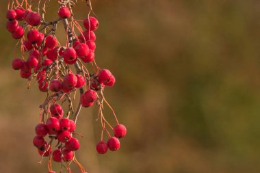 Crataegus monogyna - Hawthorn, Rosaceae ailesine ait bir çiçek bitkisidir..