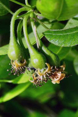 Pyrus Pyraster, Avrupa armudu, armut ağacının bir türüdür.