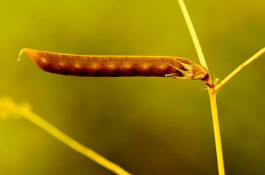 Legumes 'in meyve olarak bir kapsül oluşturma özelliği vardır..