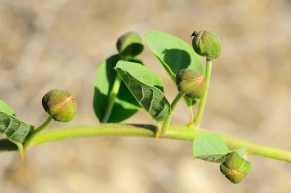 Capparis spinosa - kaprys, jest rośliną krzewiastą z jadalnymi pączkami. — Zdjęcie stockowe