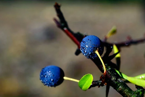 Prunus spinosa (Чорна колючка) - вид чагарників родини Rosaceae.. — стокове фото