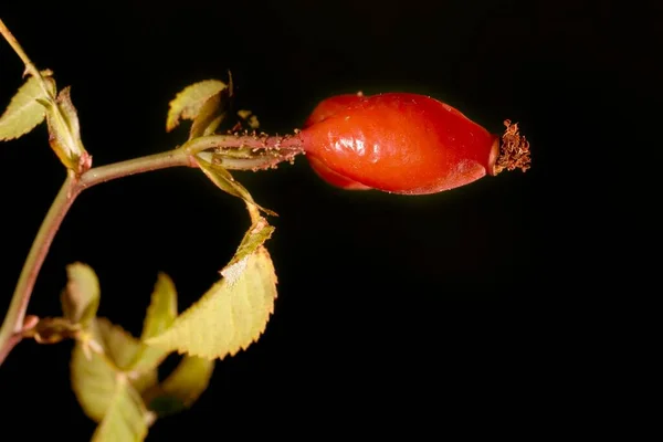 La rosa mosqueta es el fruto pomáceo de los arbustos del género Rosa. — Foto de Stock