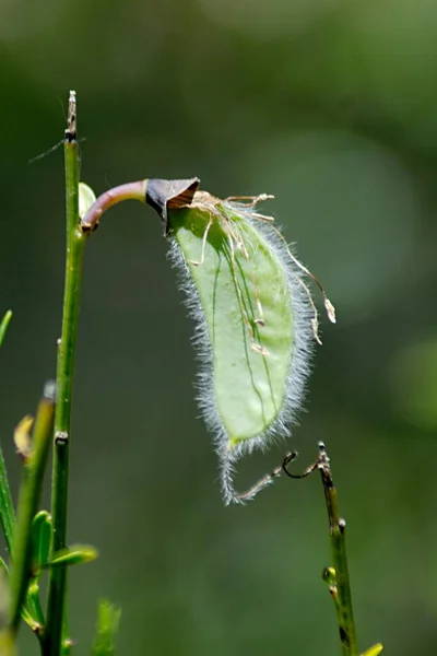 Genista ist eine Straucharte aus der Unterfamilie der Faboideae, innerhalb der Familie der Fabaceae. — Stockfoto