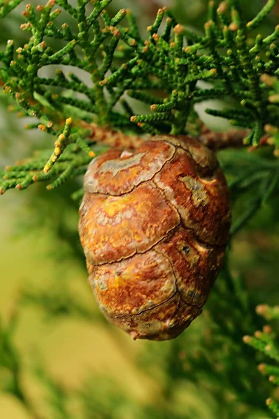 Cupressus är ett släkte av träd som vanligen kallas cypress. — Stockfoto