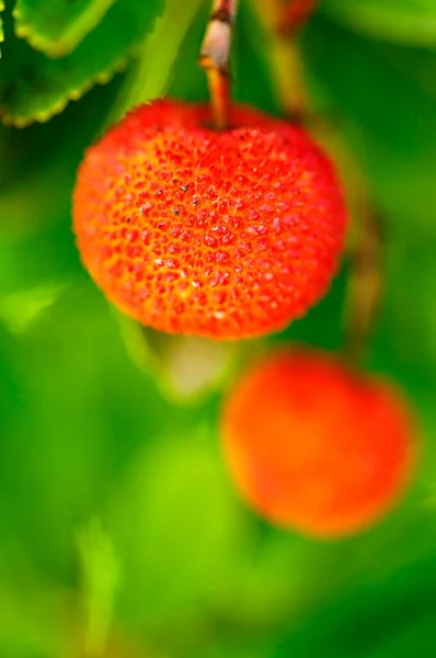 Arbutus unedo - El fresa es un arbusto del género Arbutus de la familia Ericaceae.. — Foto de Stock