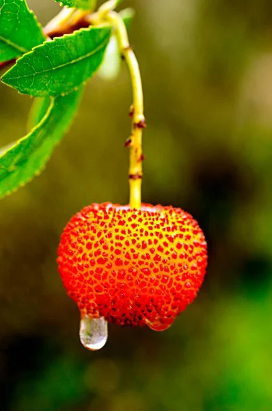 Arbutus unedo, Ericaceae familyasından bir çilek ağacı türü.. — Stok fotoğraf
