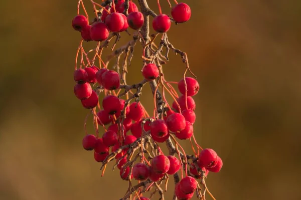 Crataegus monogyna - Tumbuhan berbunga dari familia Rosaceae. — Stok Foto