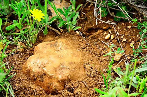 Las terfeziáceas, criadillas de tierra, o trufas del desierto, son hongos que pertenecen a los ascomicetos. —  Fotos de Stock