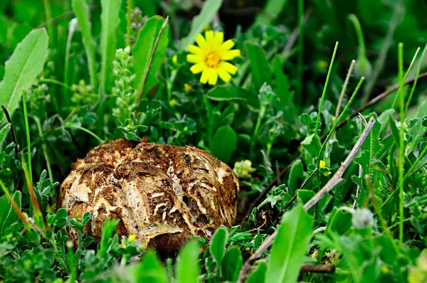 Терфезиевые, земляные криадильи, или пустынные трюфели, являются грибами, принадлежащими аскомицету.. — стоковое фото