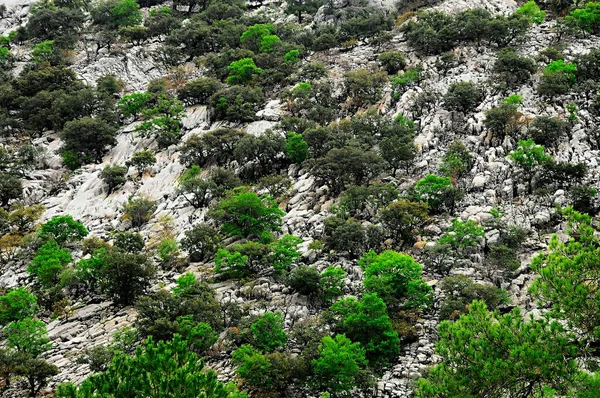 Natur- und Nationalpark von Andalusien - Spanien. — Stockfoto