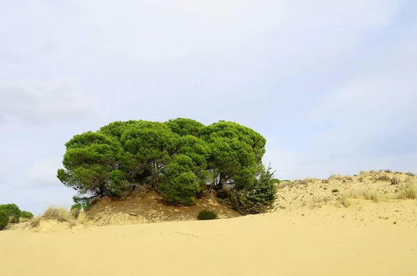 Parque Natural y Nacional de Andalucía - España. — Foto de Stock