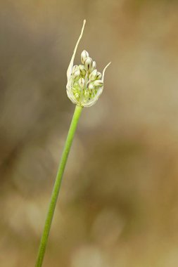 Doğal olarak doğan, büyüyen ve çoğalan yabani bitkiler..