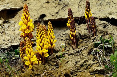 Cistanche phelypaea, Orobanchaceae familyasından bir bitki türü..