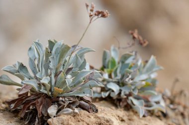 Limonyum alicunense, Plumbaginaceae familyasından bir bitki cinsidir..