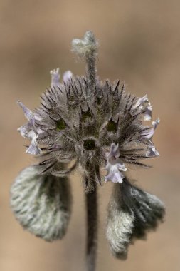 Marrubium supinum, yani Horehound, Lamiaceae ailesinin otçul bitkisidir..