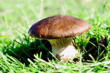 Pleurotus eryngii, genellikle devedikeni mantarı olarak bilinir, Agaricales familyasından bir mantar türü..