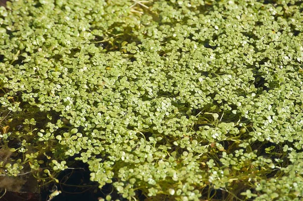 Lemnoideae - Duckweed, семейство Araceae и принадлежат к монокосам. — стоковое фото