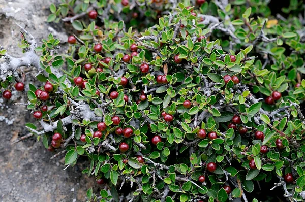 La Rhamnus pumila è una specie di pianta della famiglia delle Rhamnaceae, appartenente alle fanerogame. — Foto Stock