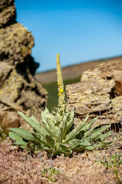 Verbascum - verbasco, is a genus of the Scrophulariaceae family. — Stock Photo, Image