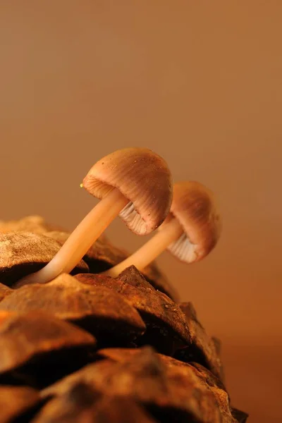 Грибы - это группа грибов со спорокарпами, или фруктовые тела в форме зонта. — стоковое фото
