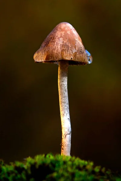 Грибы - это группа грибов со спорокарпами, или фруктовые тела в форме зонта. — стоковое фото