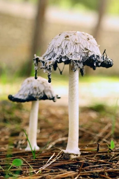 Μανιτάρια είναι μια ομάδα μυκήτων με σπορόφυτα, ή καρποφόρα σώματα σε σχήμα ομπρέλας. — Φωτογραφία Αρχείου