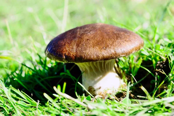 Pleurotus eryngii, известный как гриб чертополоха, является базидиомицет гриб порядка Agaricales. — стоковое фото