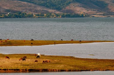 Isleta Ebro Nehri Bataklığı 'nda