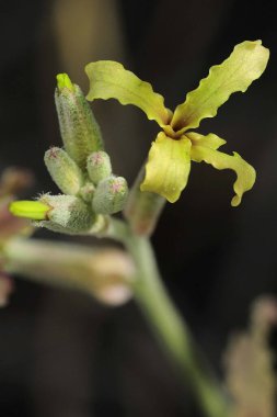 Matthiola fruticulosa - Çayırçiçeği kurumuş ve kayalık yerlerde yetişen uzun ömürlü bir bitkidir.