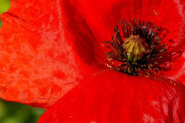 Papaver, Papaveraceae familyasından gelincik olarak bilinen bir anjiosperm bitki cinsidir.