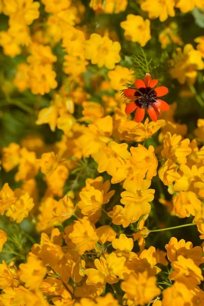 Adonis annua, communément appelé goutte de sang ou œil de perdrix, est une plante herbacée annuelle de la famille des ranunculaceas. — Photo