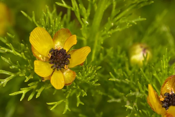 Adonis microcarpa - Reniculum av ranunculaceae familjen, med fina gula blommor. — Stockfoto