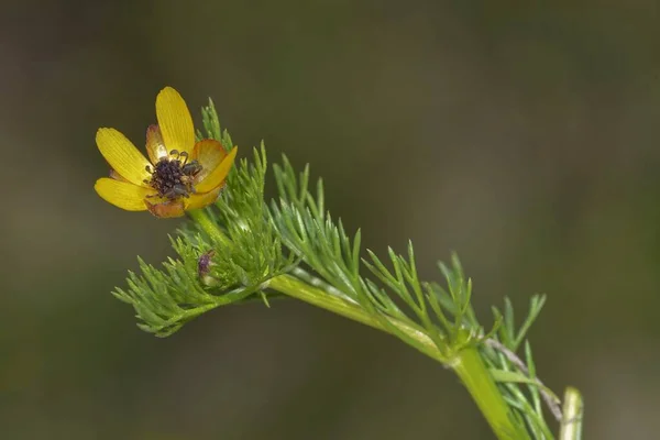 Adonis microcarpa - Ranunculaceae familyasından, narin sarı çiçekli Reniculum. — Stok fotoğraf