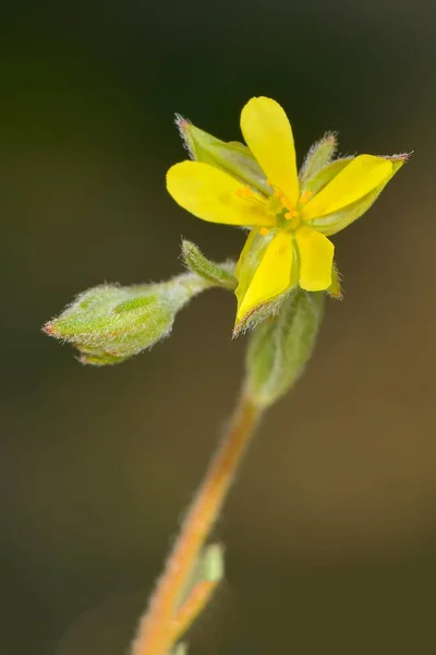 Helianthemum ledifolium - Small perennial plant, slightly woody at its base. — Stock Photo, Image