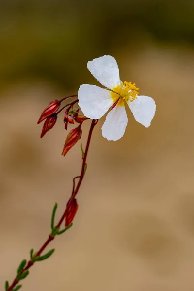 Helianthemum violaceum Pau è una specie con fiori bianchi appartenenti alla famiglia delle Cistaceae. Fiori bianchi. — Foto Stock