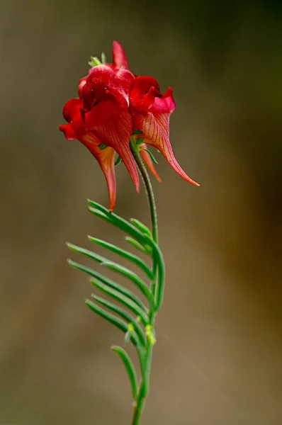 Linaria aeruginea - è un genere di piante annuali e perenni. — Foto Stock