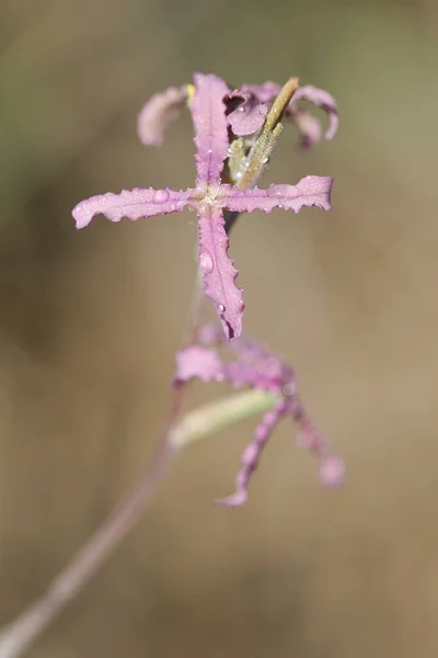 Matthiola fruticulosa - Mur polny jest wieloletnim ziołem, które rośnie w suchych, skalistych miejscach — Zdjęcie stockowe