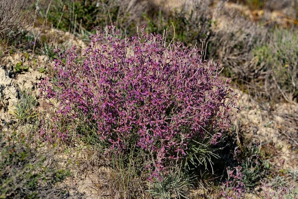 Matthiola fruticulosa - The field wallflower is a perennial herb that grows in dry, rocky places — Stock Photo, Image