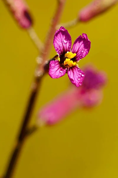 Moricandia moricandioides - Moricandia è un genere di piante della famiglia delle Brassicaceae — Foto Stock