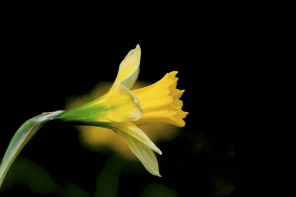 Narcissus nevadensis - daffodil Sierra Nevada je druh čeledi Amaryllidaceae. — Stock fotografie