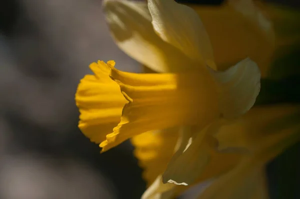 Narcissus nevadensis - Sierra Nevada daffodil är en art i familjen Amaryllidaceae. — Stockfoto